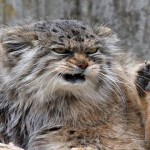 El gato manul