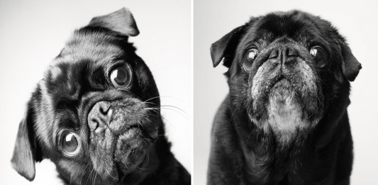 Tu mejor amigo también envejece: descubre cómo