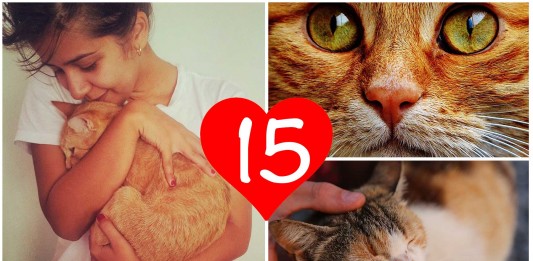 15 señales de que tu gato te adora