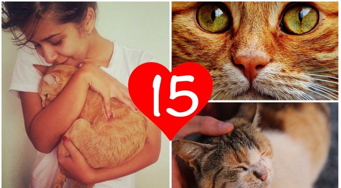 15 señales de que tu gato te adora