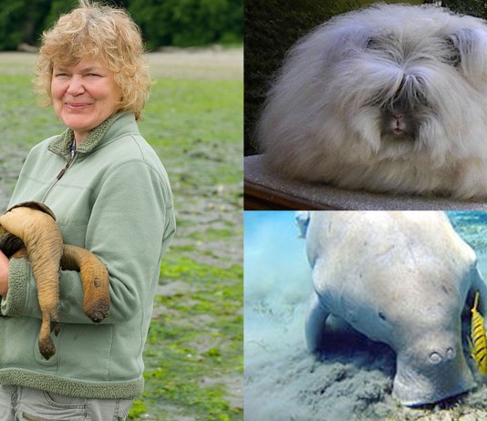 ¿Qué animal es ese? ¡No es tarde para conocerlo! ¿Qué animal es ese? ¡No es tarde para conocerlo!