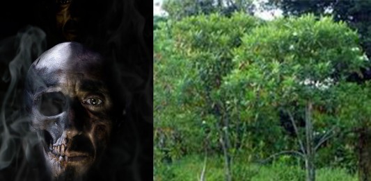 El árbol de los asesinos