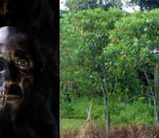 El árbol de los asesinos