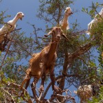 ¿Por qué las cabras se suben a los árboles?