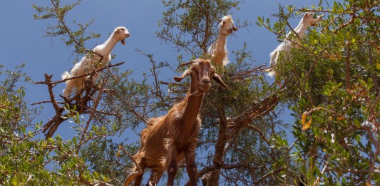 ¿Por qué las cabras se suben a los árboles?