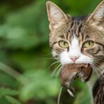 curiosidades del mundo