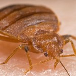 ¿De dónde vienen las chinches?