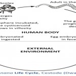 Ciclo de vida de la lombriz