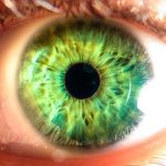 curiosidades de los ojos, ojos verdes, color de ojos