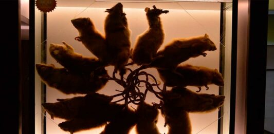 El Rey de las Ratas | ¿Leyenda urbana o extraño fenómeno? el rey de las ratas