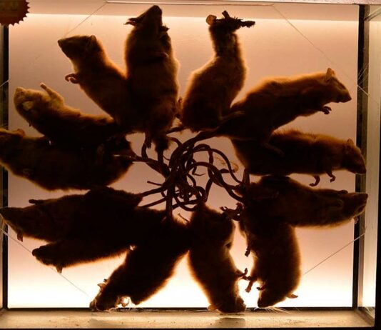 El Rey de las Ratas | ¿Leyenda urbana o extraño fenómeno? el rey de las ratas