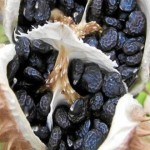 Estramonio, el placer secreto de las Brujas en la antigüedad