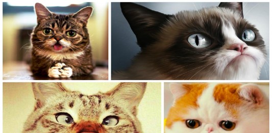 Los 7 gatos más famosos de Internet Los 7 gatos más famosos de Internet