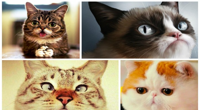 Los 7 gatos más famosos de Internet