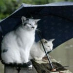 4 cosas que sólo sabemos los que adoramos los días de lluvia