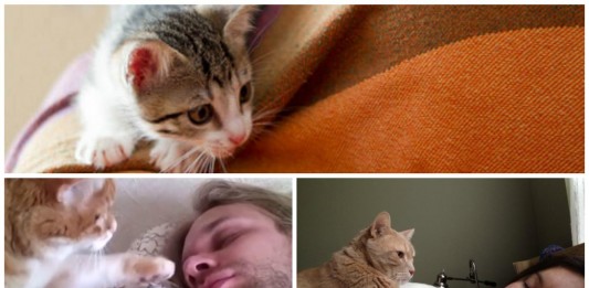 ¿Por qué mi gato me despierta siempre por la mañana a la misma hora?