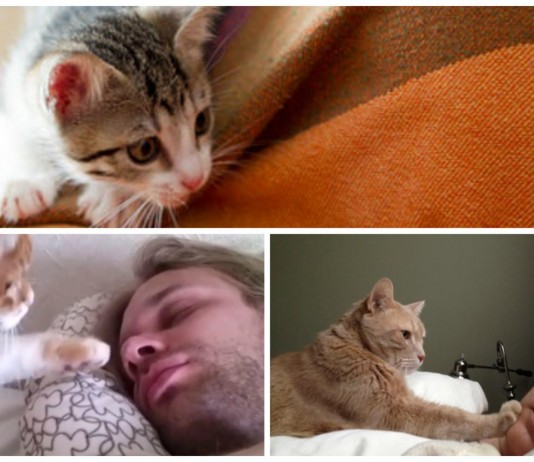 ¿Por qué mi gato me despierta siempre por la mañana a la misma hora?