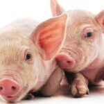 datos tiernos de animales. Supercurioso.