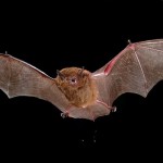 murciélago