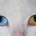 ojos datos