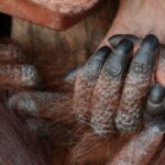 datos curiosos de las uñas. Supercurioso.