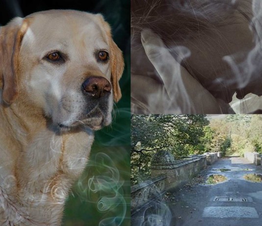 ¡Solucionados los misteriosos suicidios caninos del Puente de Overtoun! Solucionados los misteriosos suicidios caninos del Puente de Overtoun!