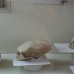 Cráneos alargados: una inexplicable costumbre de la cultura Paracas