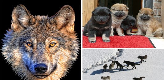 ¿De dónde vienen los perros? ¿De dónde vienen los perros? El animal doméstico más antiguo