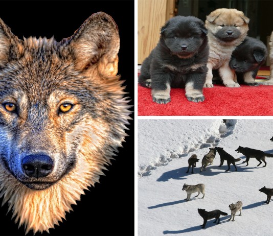 ¿De dónde vienen los perros? El animal doméstico más antiguo