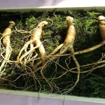 raices de ginseng