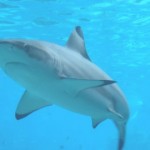 tiburones