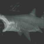 tiburones