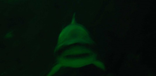 Y si los tiburones desapareciesen?