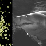 ¿Los tiburones son inmunes a todas las enfermedades?