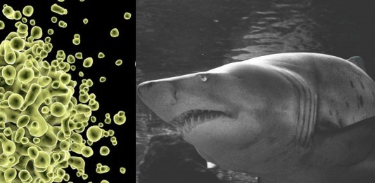 ¿Los tiburones son inmunes a todas las enfermedades?