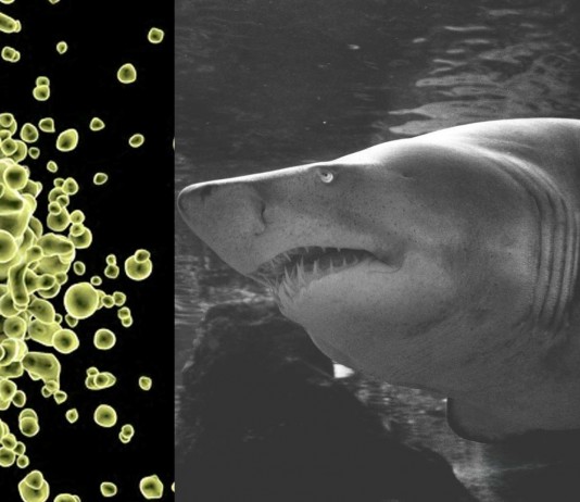 ¿Los tiburones son inmunes a todas las enfermedades?