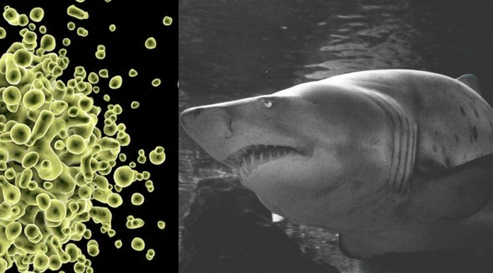 ¿Los tiburones son inmunes a todas las enfermedades?
