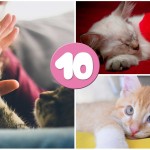 10 beneficios de tener gato