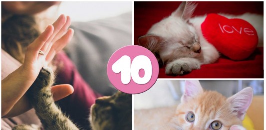 10 beneficios GENIALES de tener un gato en casa 10 beneficios de tener gato