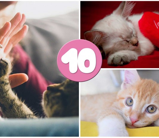 10 beneficios de tener gato