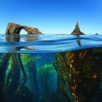 3 mágicos bosques subacuáticos: un mundo de fantasía natural