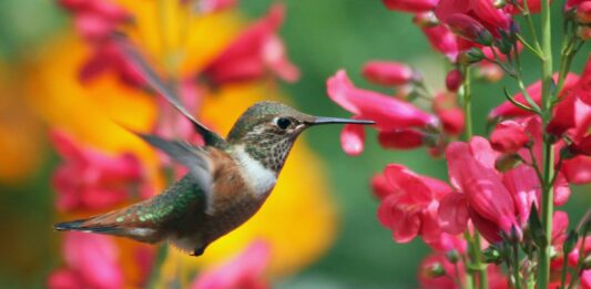 cortejos de animales más curiosos rituales de apareamiento de animales