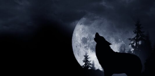 ¿Por qué los lobos aúllan a la luna? | ¿Mito o realidad? Por qué los lobos aúllan a la luna