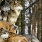 Por qué los lobos aúllan a la luna