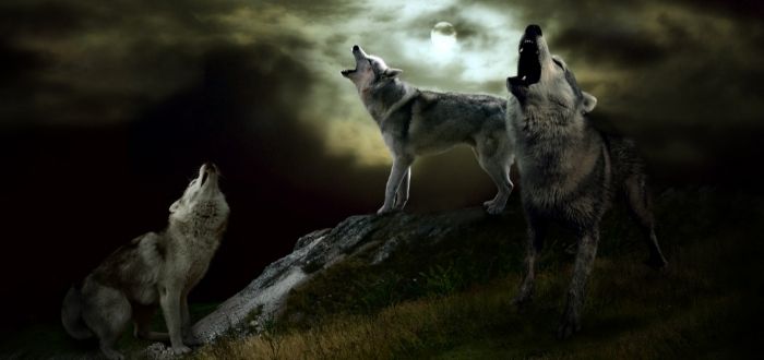 aullidos de lobos