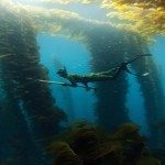 3 mágicos bosques subacuáticos: un mundo de fantasía natural
