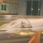 Grabado kraken atacando barco