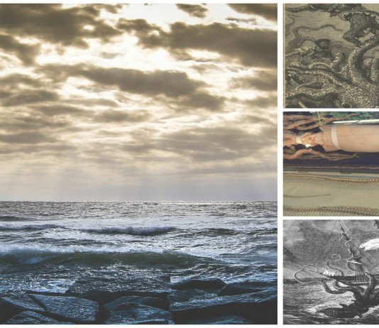 ¿Por qué hay tantos kraken en el Cantábrico? Mar Cantábrico y kraken