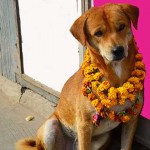 Nepal dia del perro