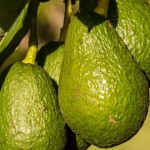 aguacate